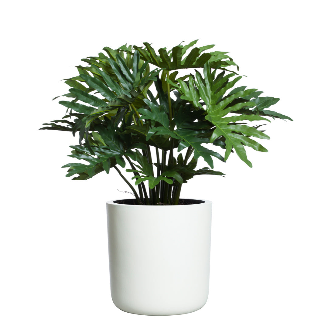 Lush artificial Philodendron Selloum plant in a sleek white pot, isolated on white background