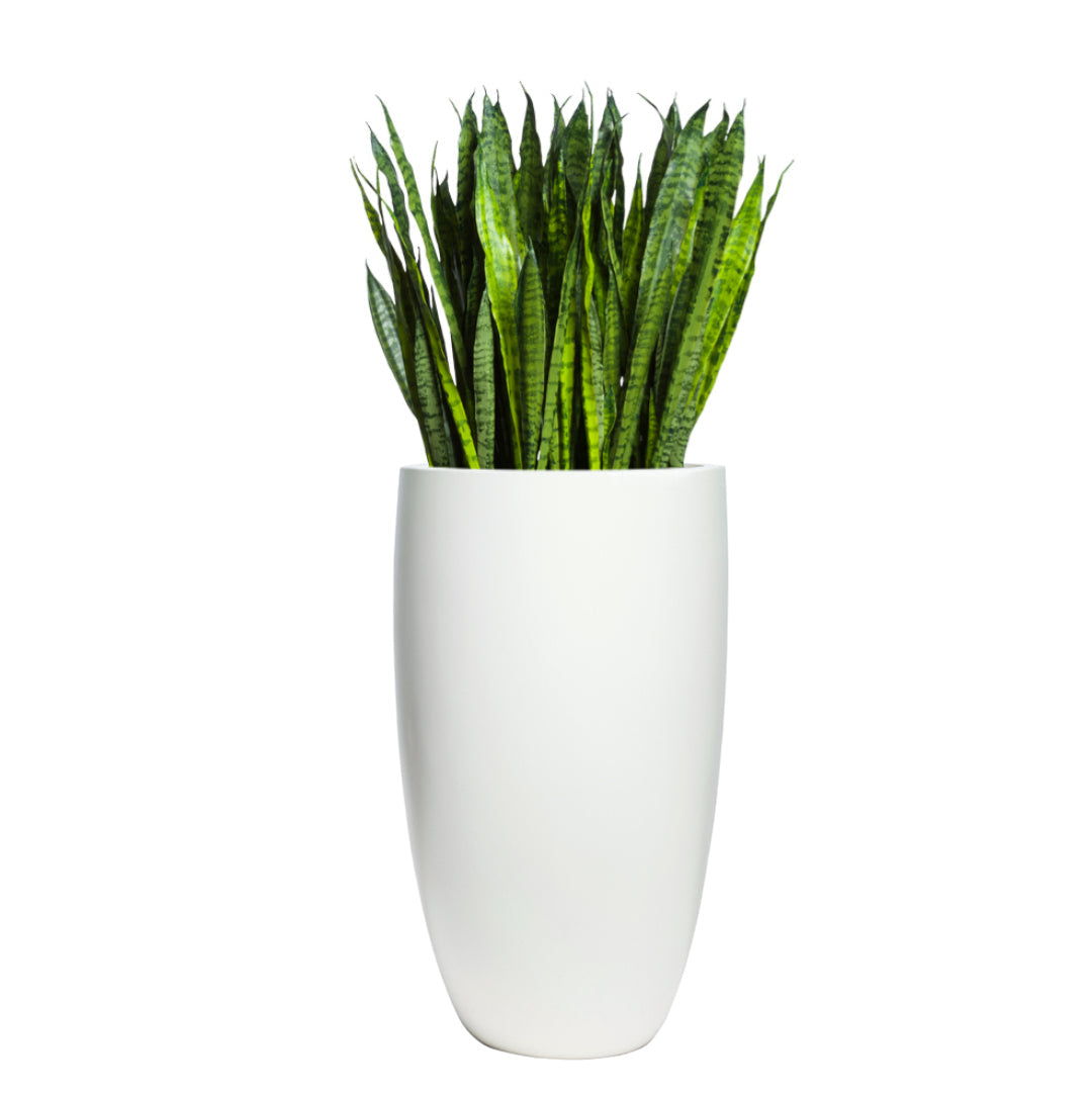 Tall artificial sansevieria plant in smooth white planter on white background