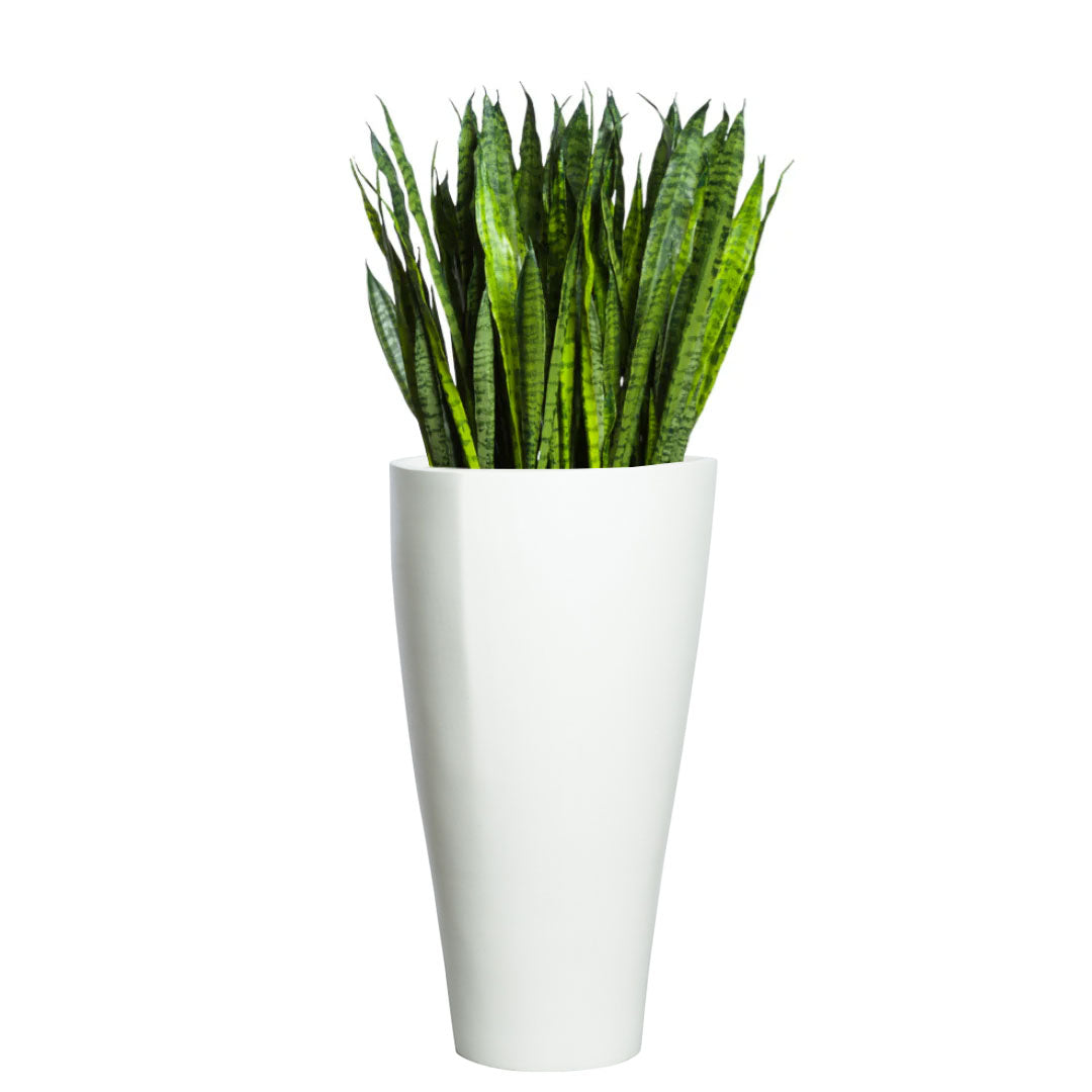 Sansevieria plant in tall white modern planter on white background