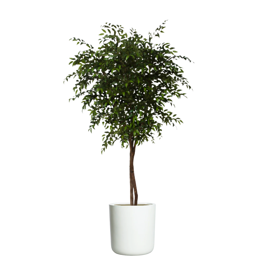 Artificial Smilax tree with green leaves in a white cylinder planter, isolated on white