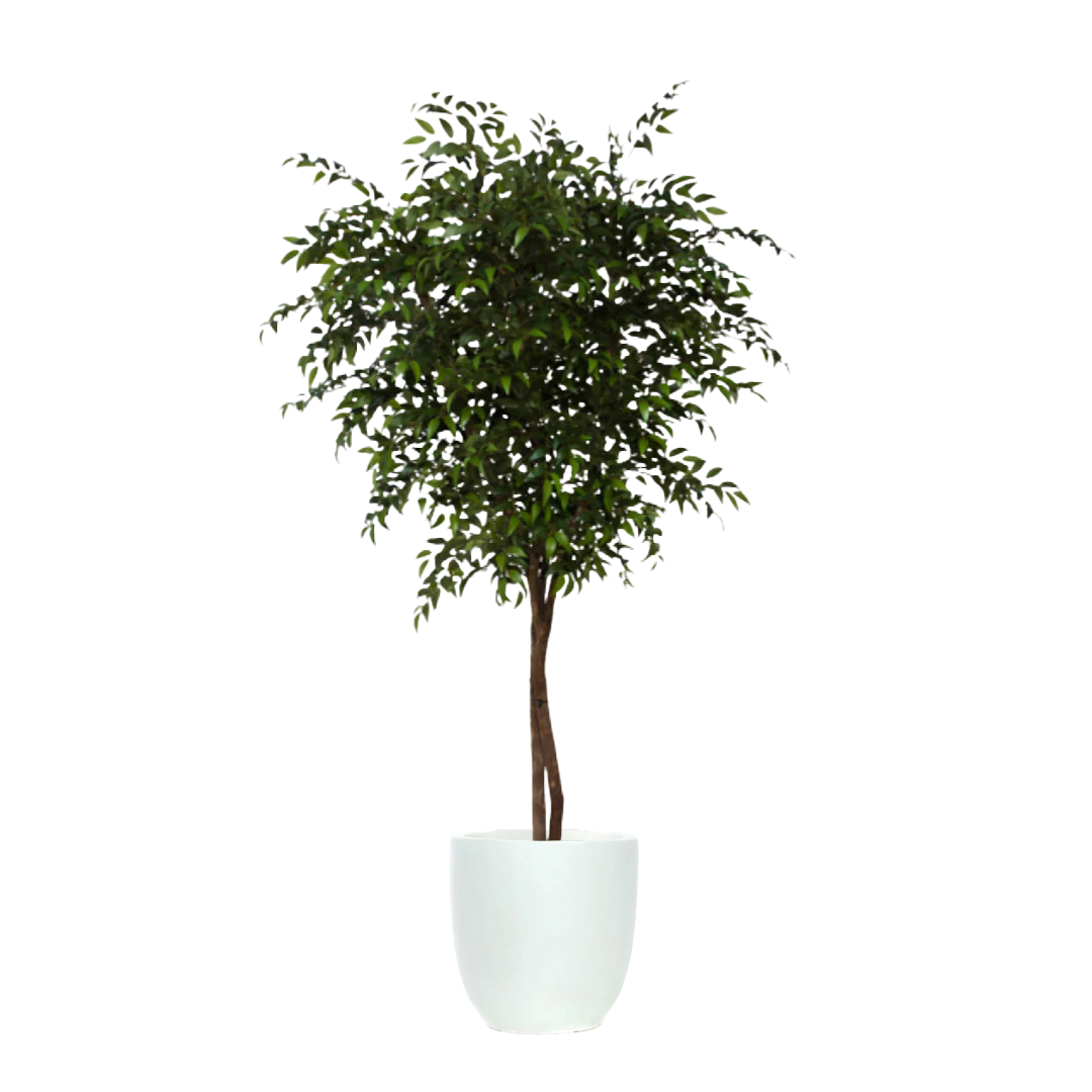 Artificial smilax tree with dense green foliage in a modern white tapered pot