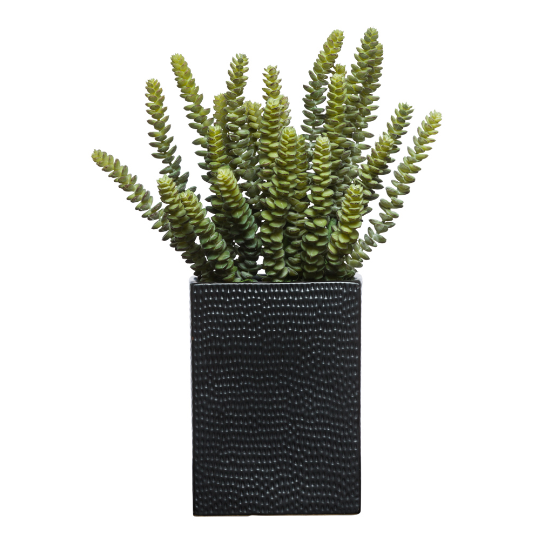 Artificial succulent plant in modern black textured square planter on white background