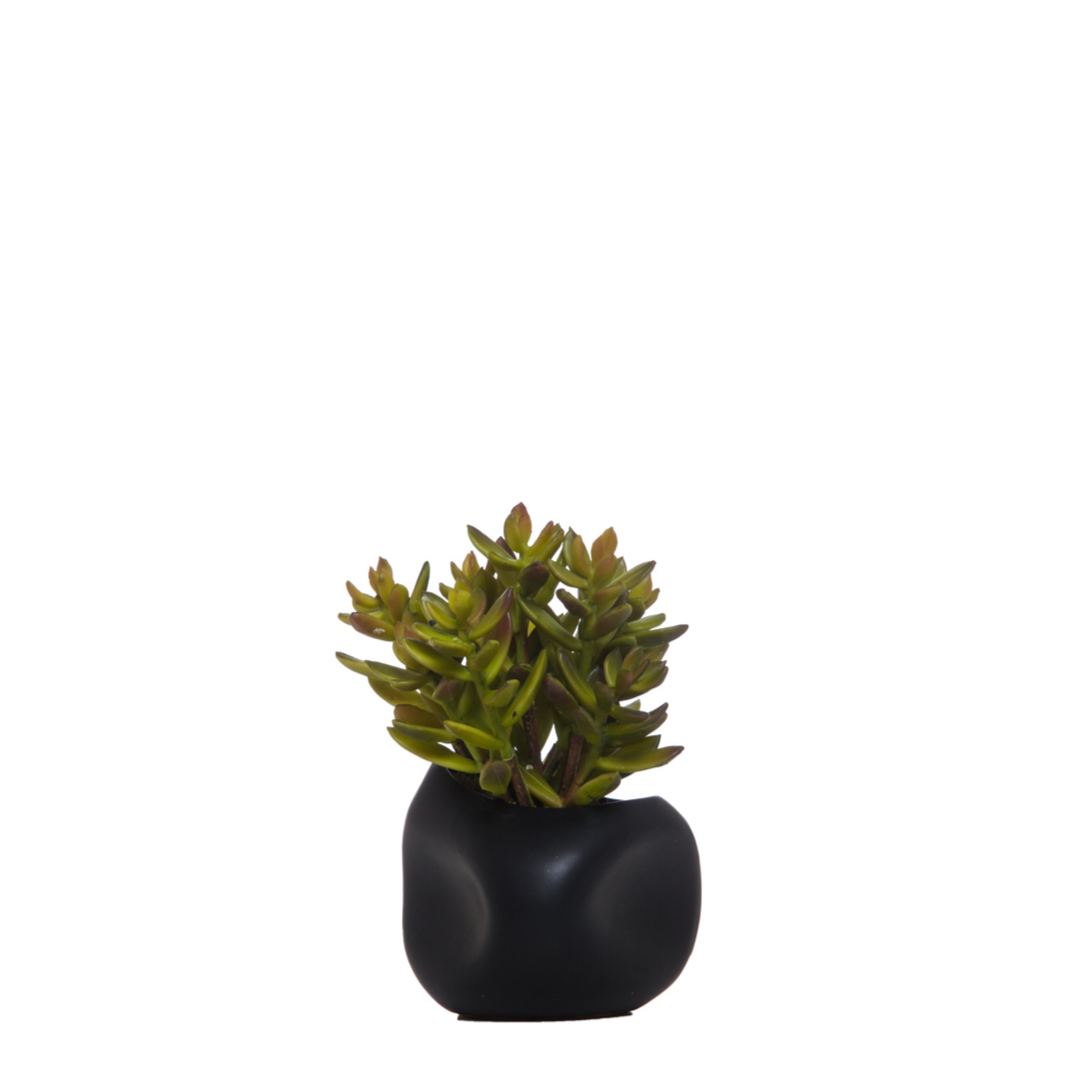 Artificial succulent plant in a modern black ceramic pot on white background