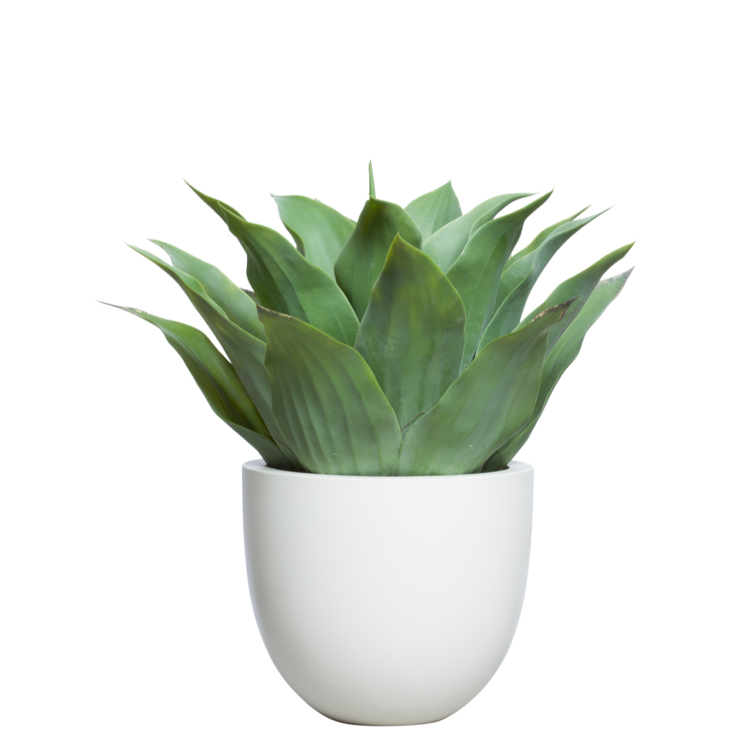Realistic artificial agave succulent in a modern white pot, isolated on white background