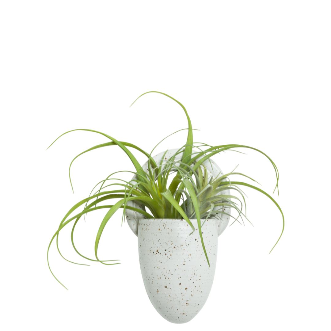 Artificial Tillandsia air plant in speckled white wall-mounted vase, modern decor