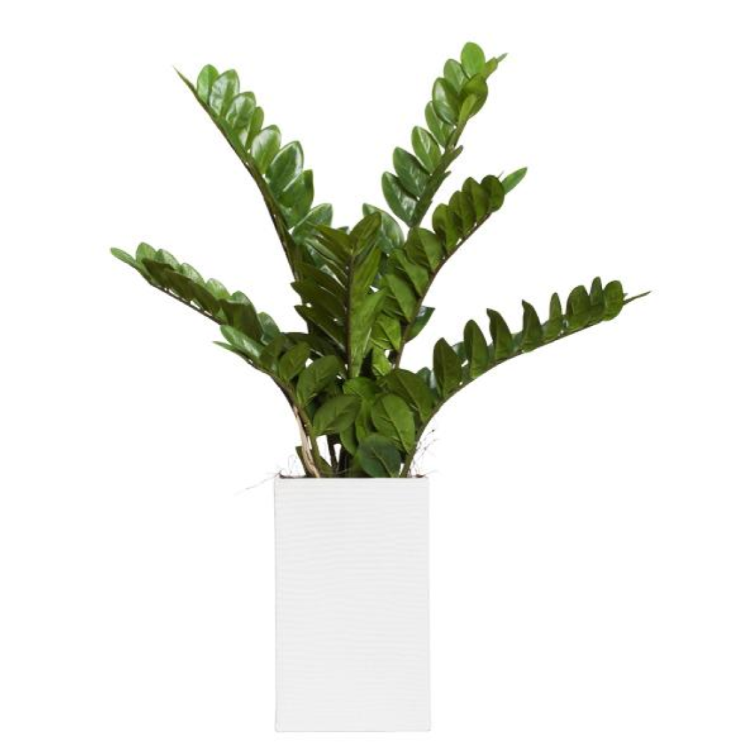 Artificial ZZ plant with glossy green leaves in a modern white rectangular planter