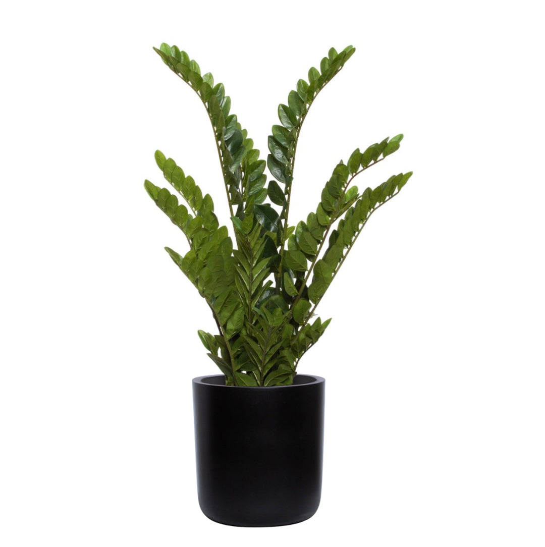 Artificial zamiifolia plant with glossy green leaves in a modern matte black pot