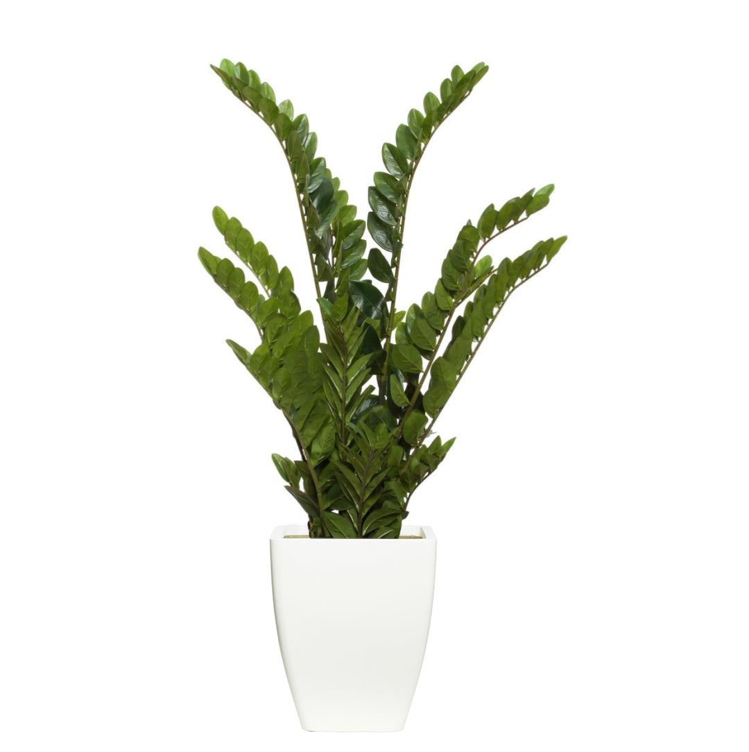 Artificial zamiifolia plant in modern white planter against white background