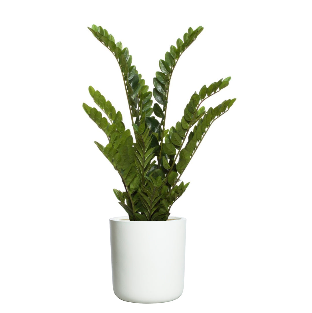 Artificial ZZ plant with glossy green leaves in a modern white pot on white background