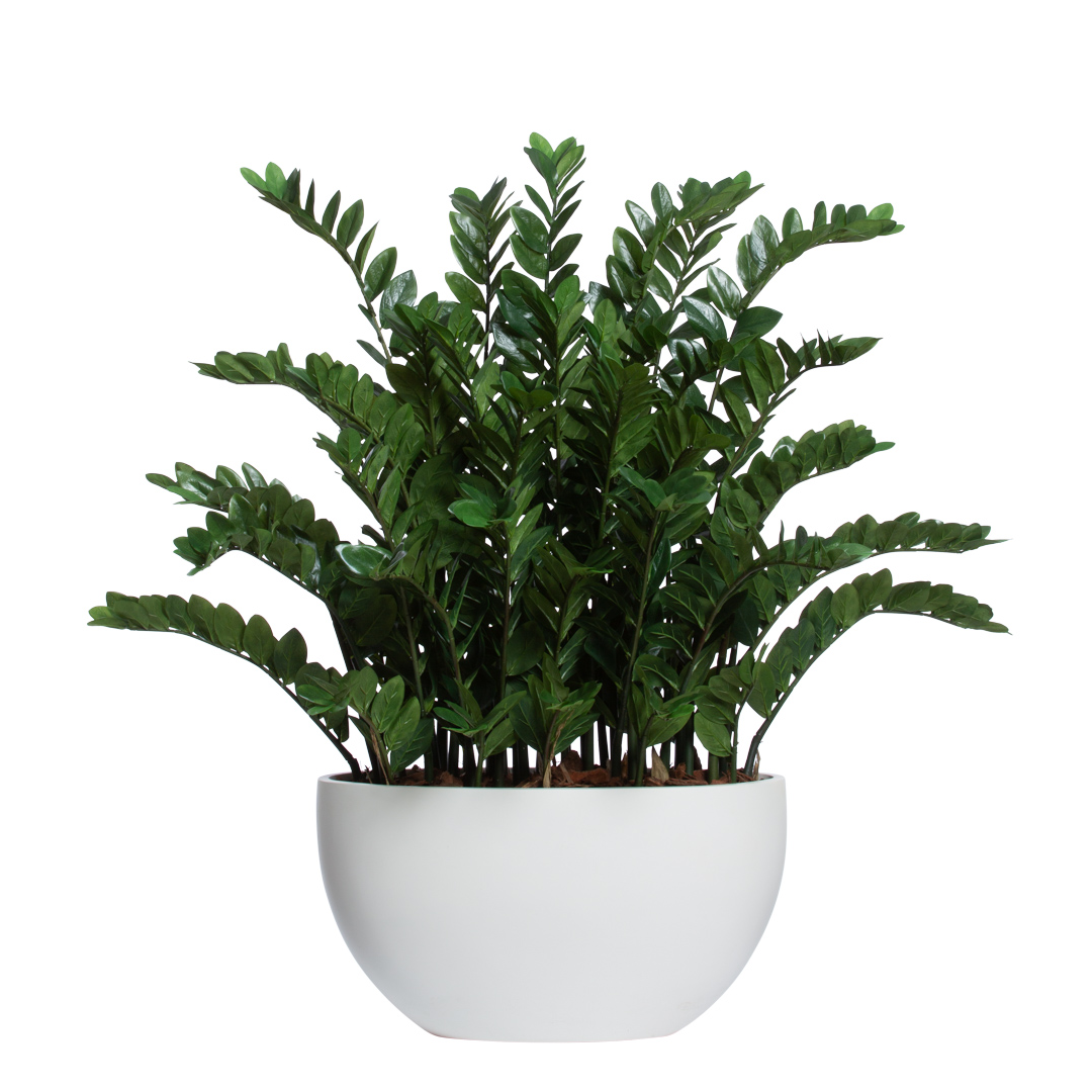 Artificial zamiifolia plant in a modern white bowl planter, lush green foliage, isolated
