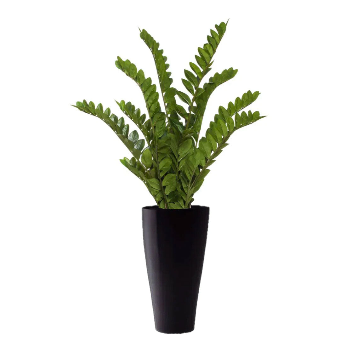 Artificial zamiifolia plant in tall black triangle planter on white background