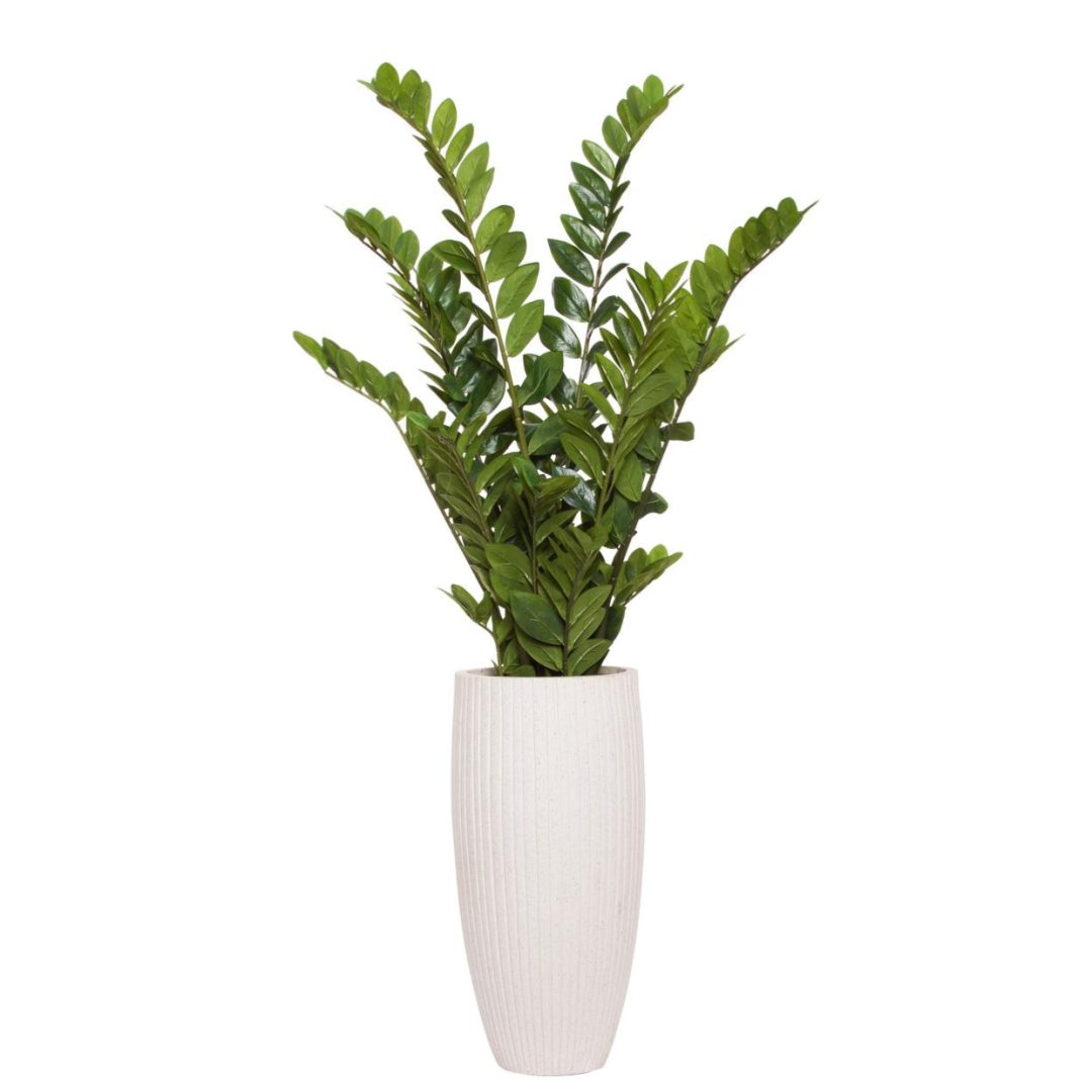 Artificial Zamiifolia plant with glossy green leaves in a tall textured white planter